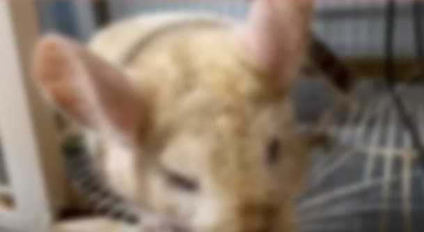コレコレ生放送 炎上ユーチューバー １００日後に視聴者のもとに行くチンチラ チャンネルの飼育環境が悲惨 動物虐待の疑い ツフィクス Youtuberまとめサイト